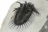 Spiny Comura Trilobite - Very Large Specimen #245918-5